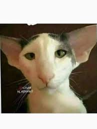 قطط جميلة للتبني